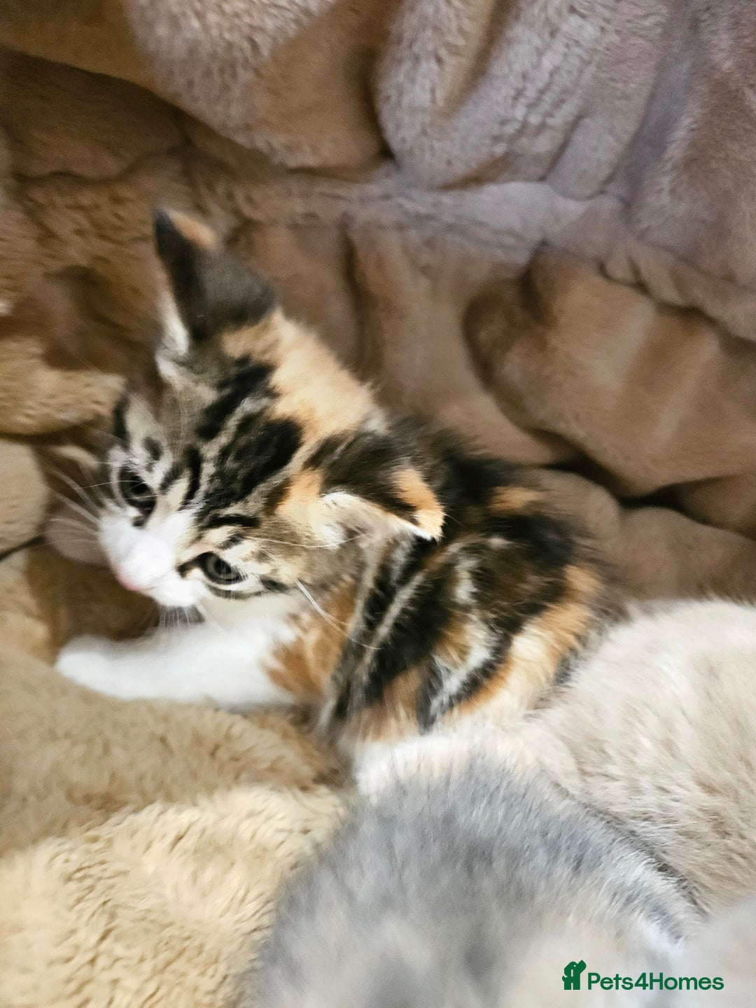 Mixed Breed cats for sale: Cute babies!😸😸😸 - Advert 9