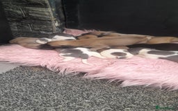 Whippet dogs for sale: Kc registered whippet pups  - Image 5