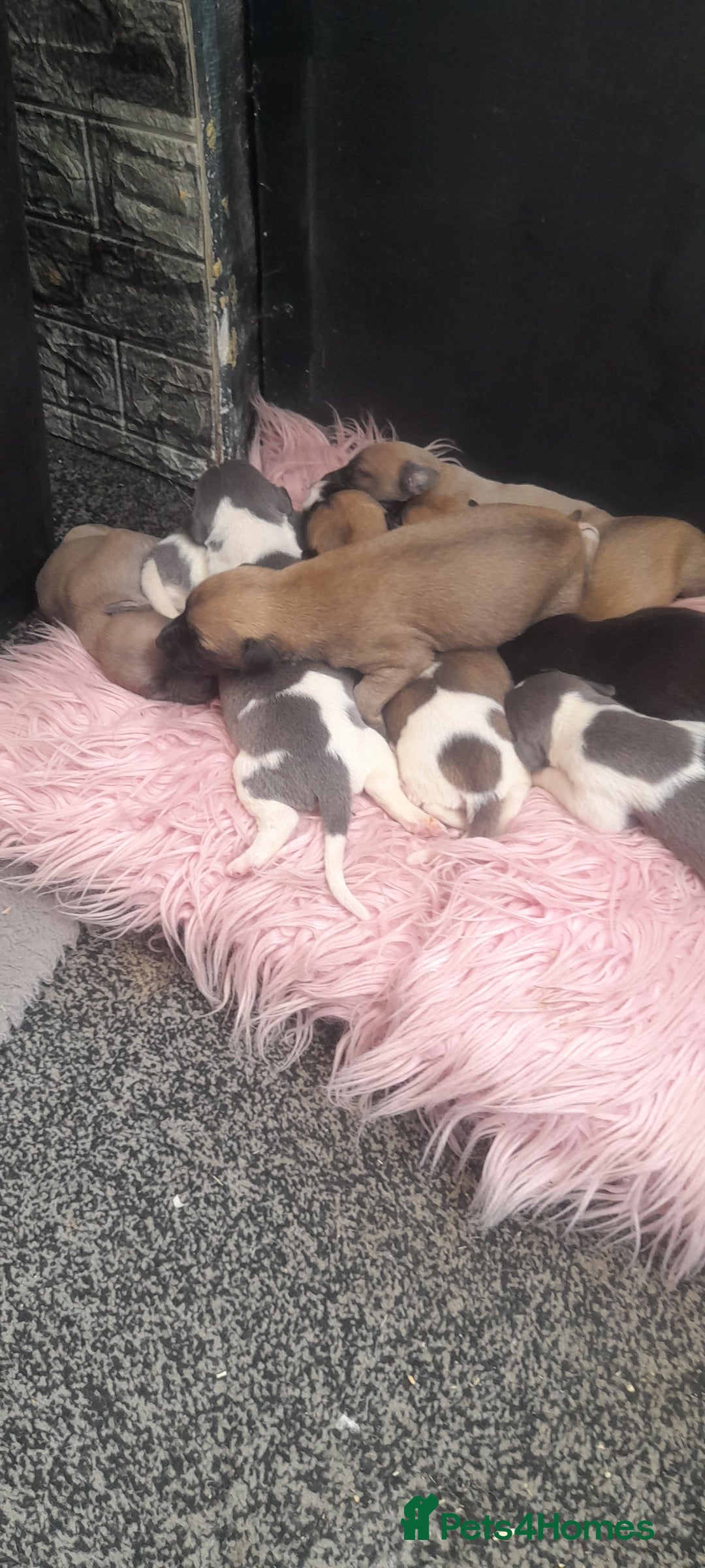 Whippet dogs for sale: Kc registered whippet pups  - Image 5