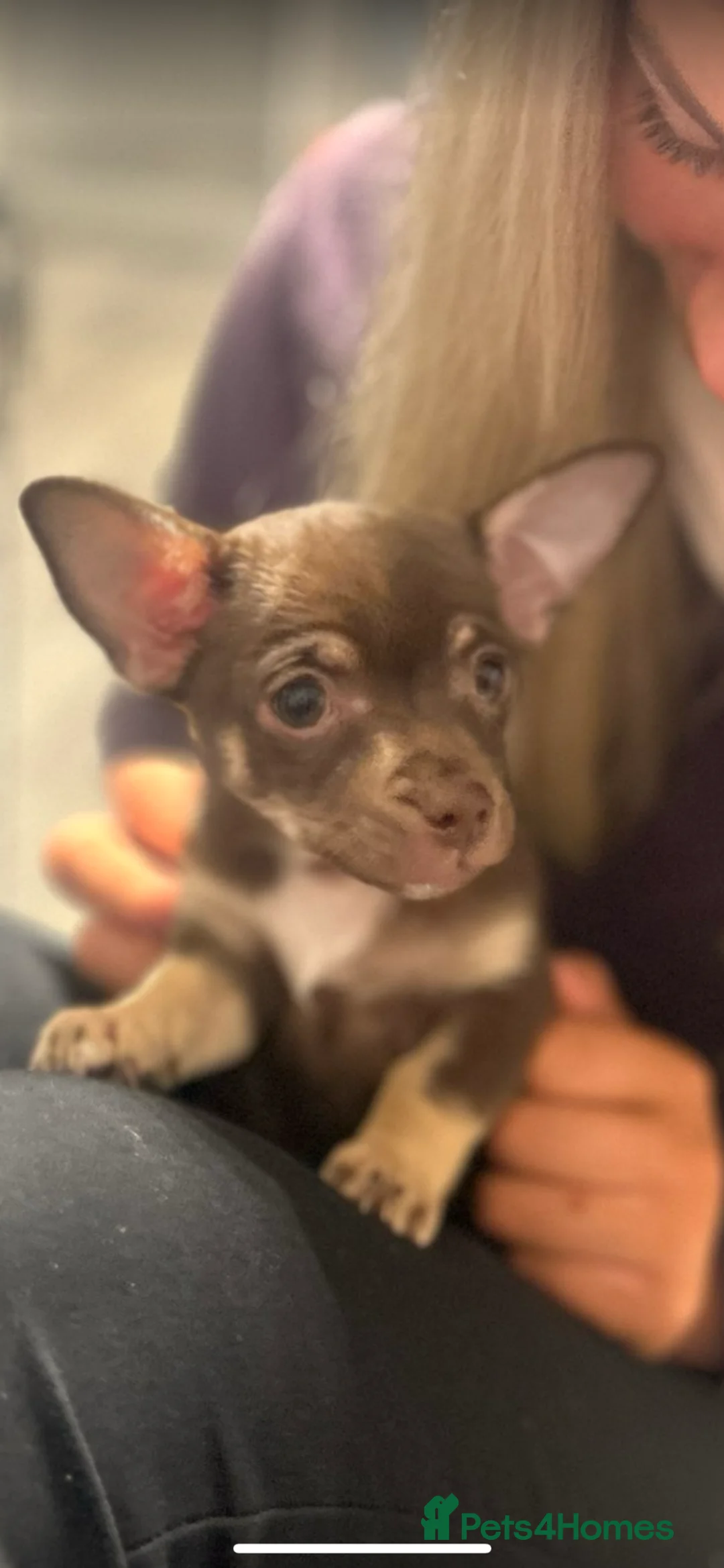 Chihuahua dogs for sale: Stunning Chihuahua Boy - Advert 2