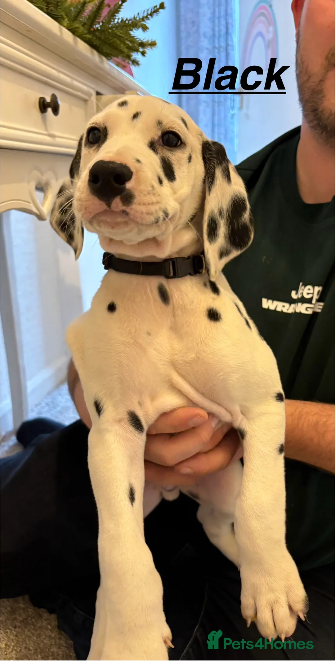 Dalmatian dogs for sale: 5 gen KC Dalmatians AVAILABLE NOW - Advert 2