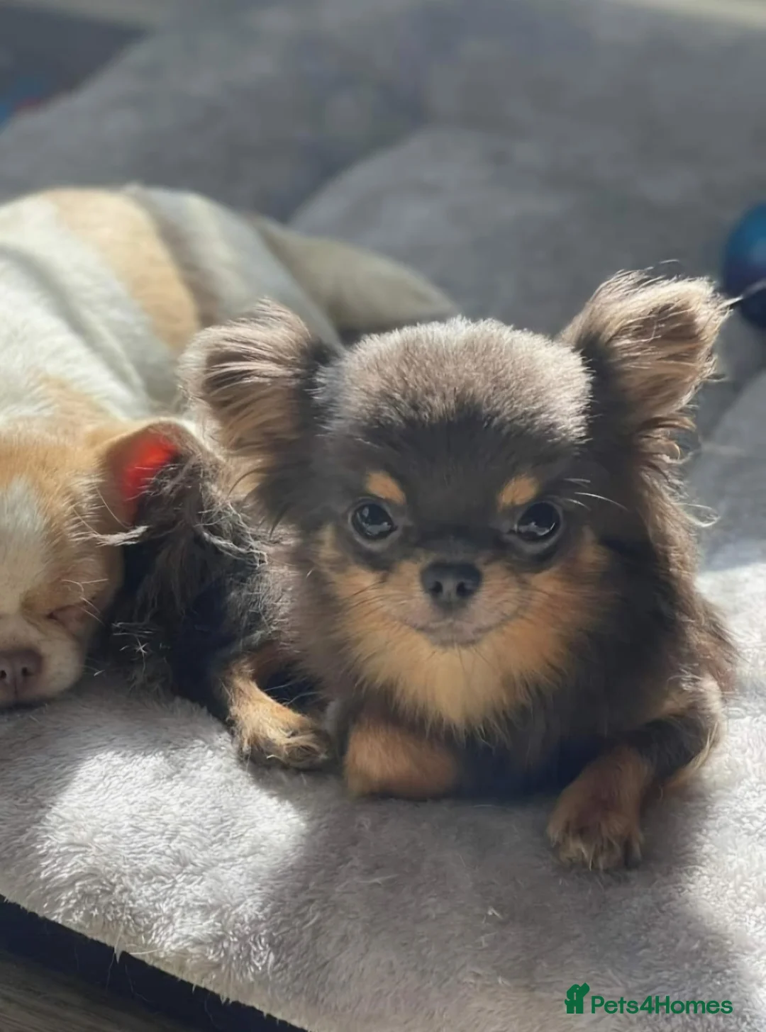 Chihuahua dogs for sale: KC registered chihuahua, female lilac & white - Advert 11