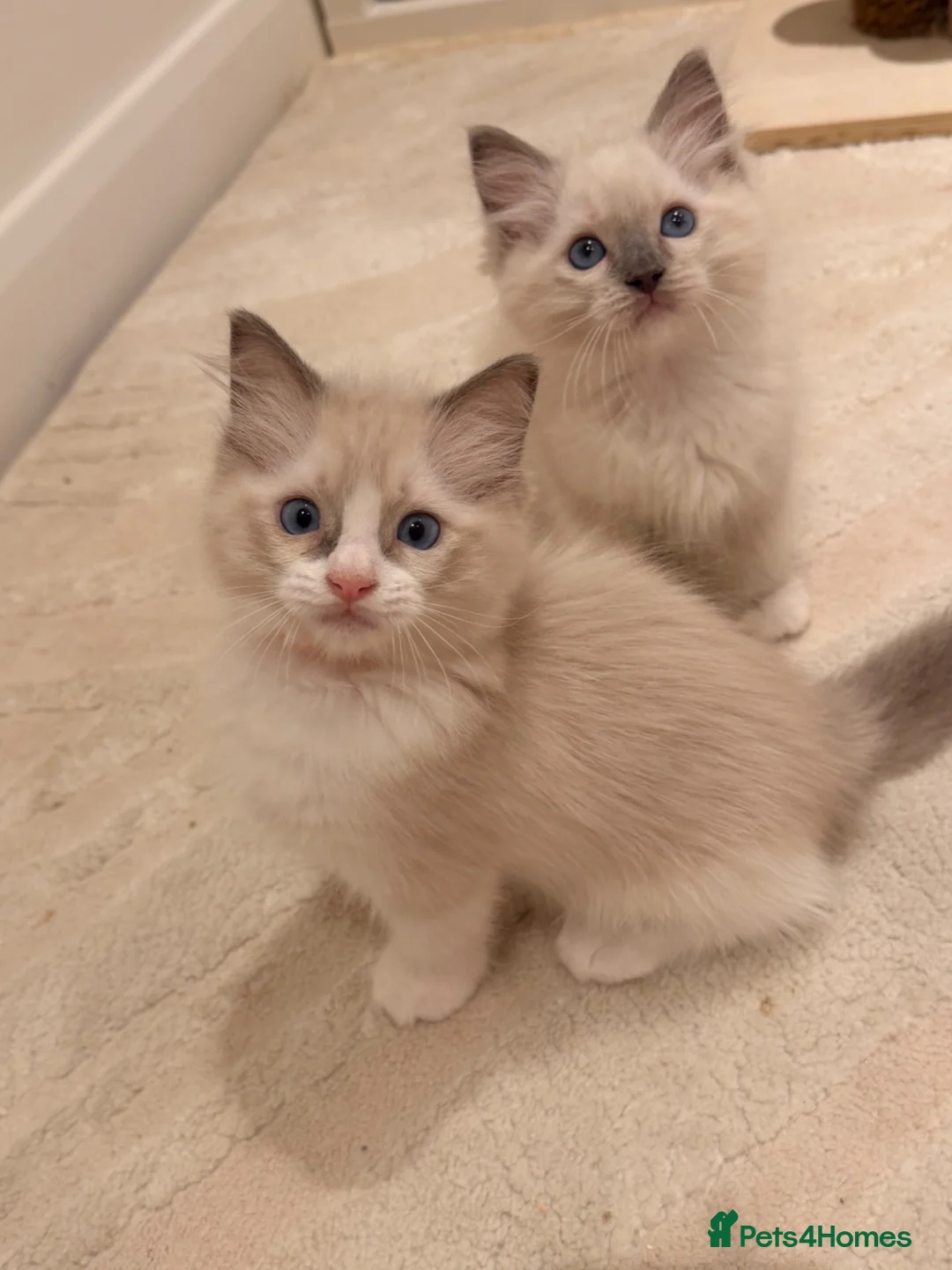 Ragdoll cats for sale: Beautiful blue eyes baby’s  in Hailsham - Advert 2