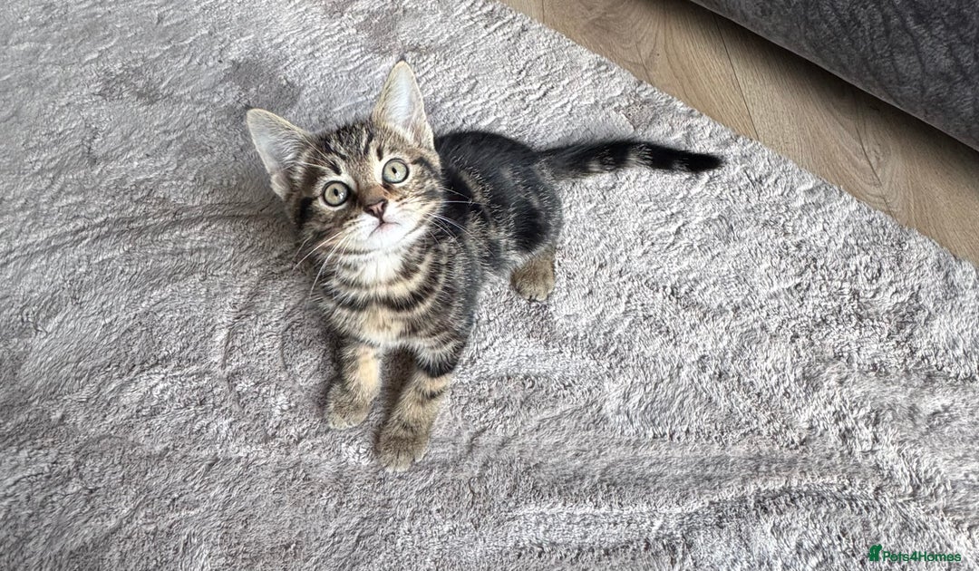 Mixed Breed cats for sale: Lovely girl kittens  - Image 2