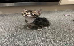 British Shorthair cats for sale: 5 cute cats  - Image 1