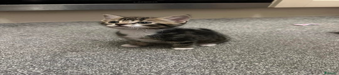 British Shorthair Kitten 4