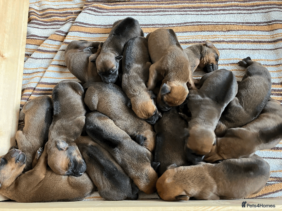 Rhodesian Ridgeback dogs for sale: * CUTENESS ALERT * READY END OF JANUARY - Advert 11