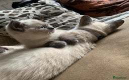 Persian cats for sale: Our cute adorable bundles of joy Persian kittens - Image 15