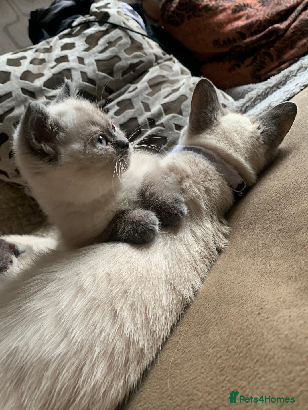 Persian cats for sale: Our cute adorable bundles of joy Persian kittens - Image 15