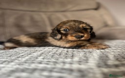 Miniature Dachshund dogs for sale: KC Longhaired Miniature Dachshunds  - Image 1