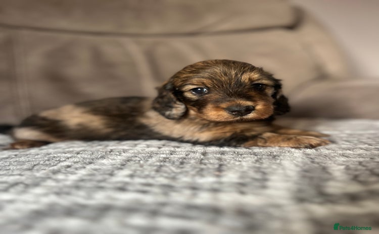 Miniature Dachshund dogs - Advert 4