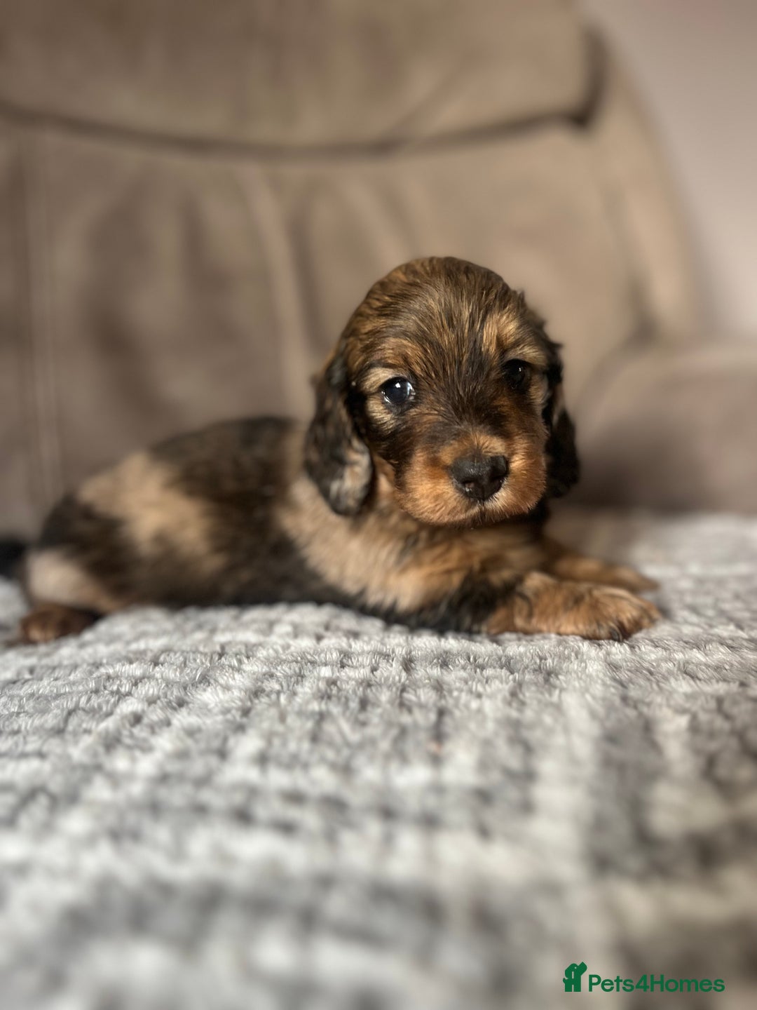 Miniature Dachshund dogs for sale: KC Longhaired Miniature Dachshunds  - Image 1