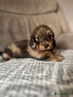 Miniature Dachshund dogs - Advert 4