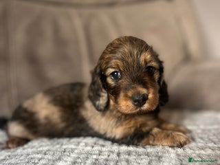 Miniature Dachshund dogs - Advert 4