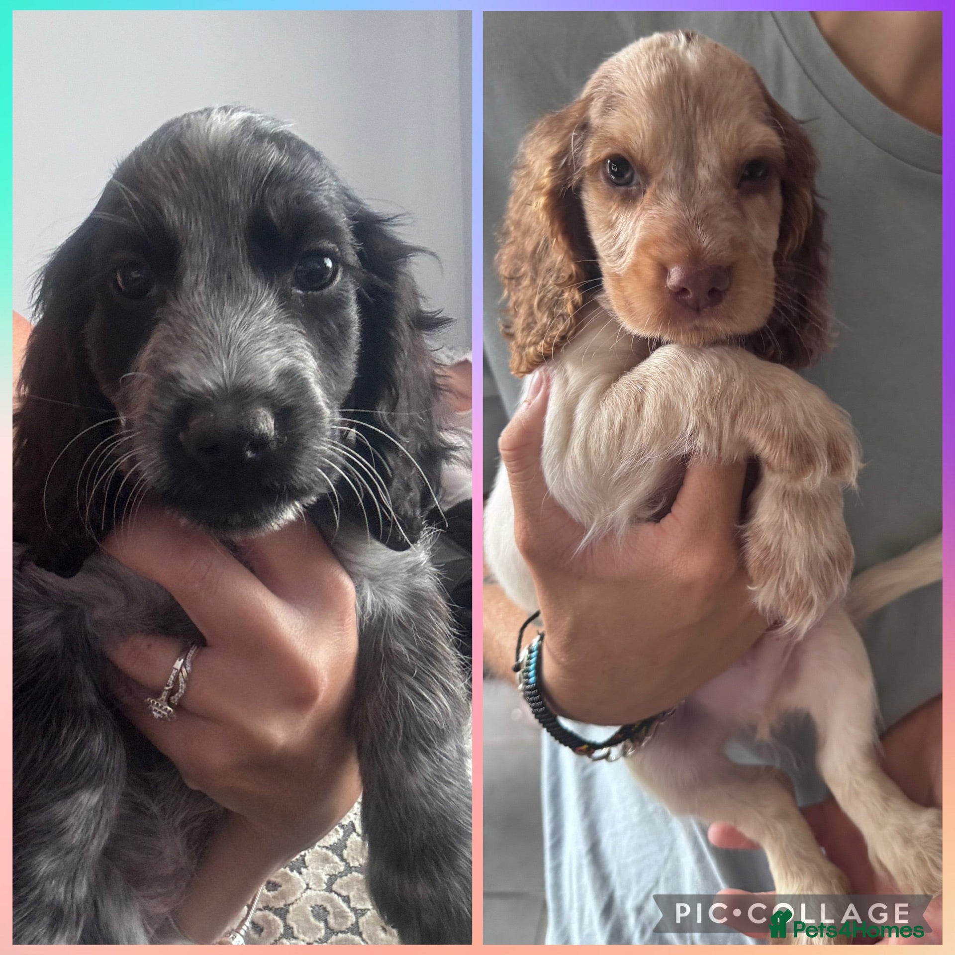 Cocker Spaniel dogs  Beautiful Litter of Show Cocker Spaniels  - Advert 6