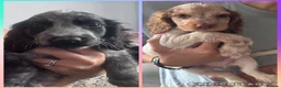 Cocker Spaniel dogs for sale:  Beautiful Litter of Show Cocker Spaniels  - Advert 3
