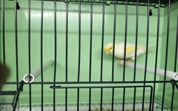 Canaries birds for sale: Canaries  - Image 5