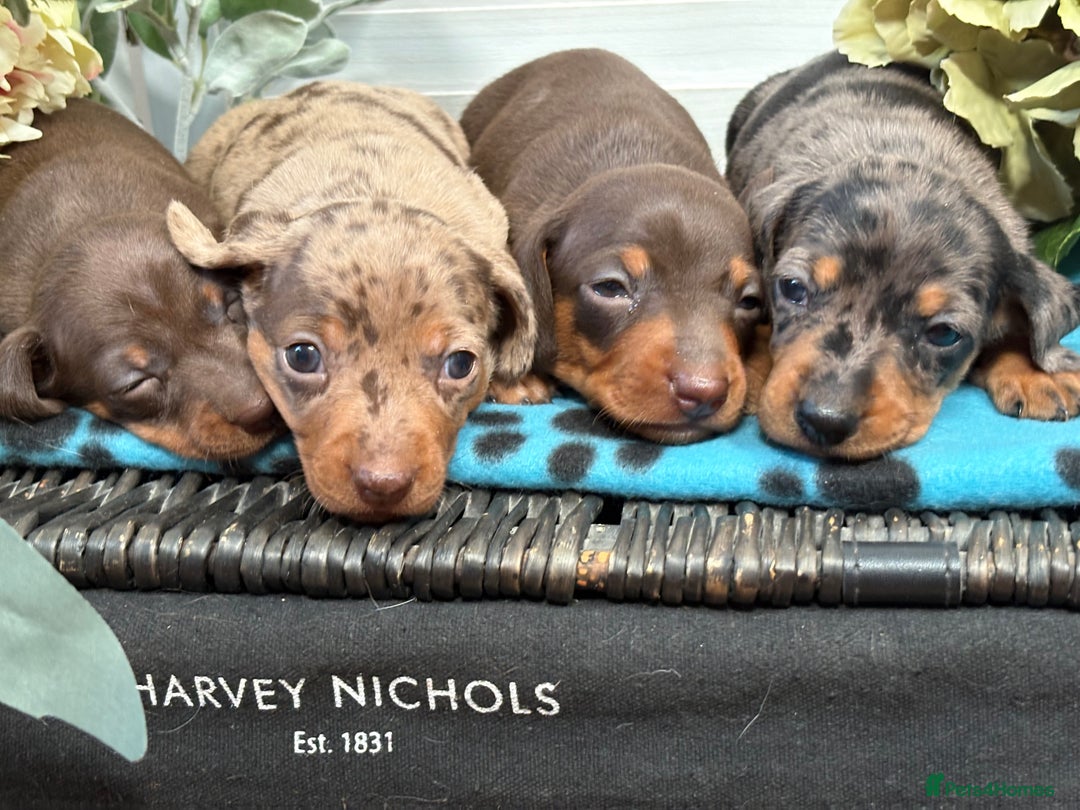 Miniature Dachshund dogs for sale: Miniature Daschund KC. PRA-OI-CRD-PRA-NCL - Image 21
