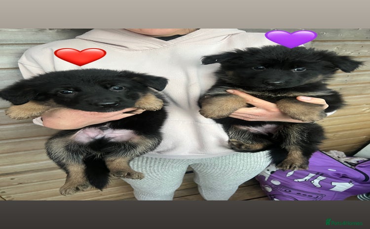 German Shepherd dogs Beautiful black and gold German shepherd puppies  - Advert 4