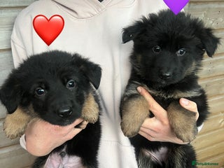 German Shepherd dogs Beautiful black and gold German shepherd puppies - Advert 4