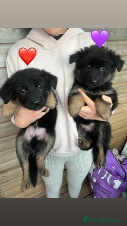 German Shepherd dogs Beautiful black and gold German shepherd puppies - Advert 4