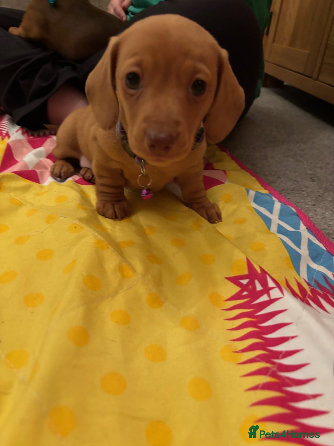 Miniature Dachshund dogs for sale: Full of fun Miniature Dachshunds  - Advert 8