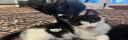 Mixed Breed cats for sale: Beautiful short-haired black and white kittens in Sudbury - Advert 11