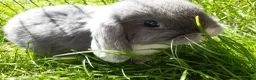 Mini Lop rabbits for sale: Gorgeous Mini Lops  - Advert 12