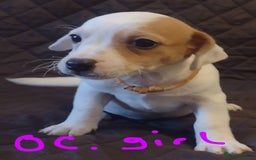 Jack Russell dogs for sale: Beautiful jack Russell puppies  - Image 11