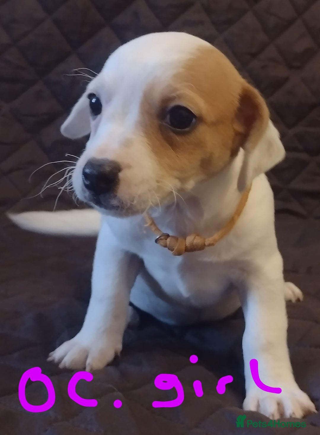 Jack Russell dogs for sale: Beautiful jack Russell puppies  - Image 11