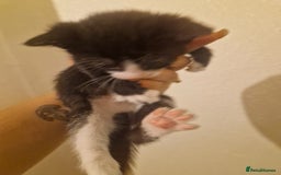 Domestic Shorthair cats for sale: Kittens for sale - Image 13