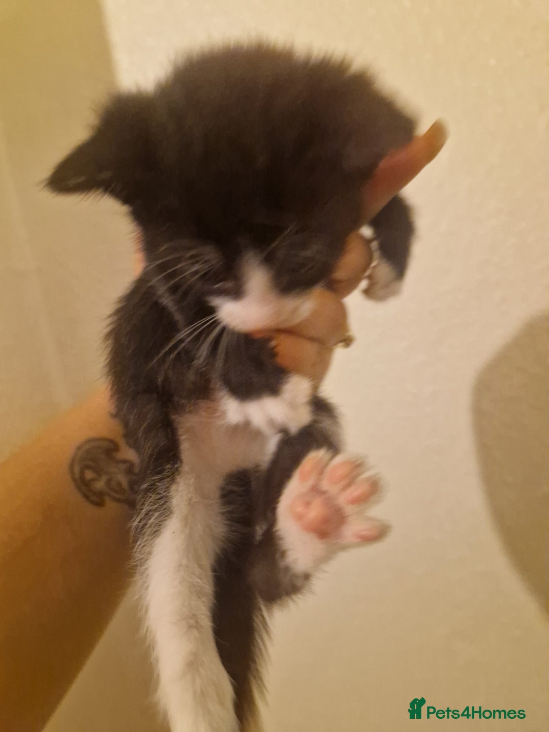 Domestic Shorthair cats for sale: Kittens for sale - Image 13