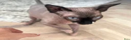 Sphynx cats for sale: Spynx female cat  - Advert 2