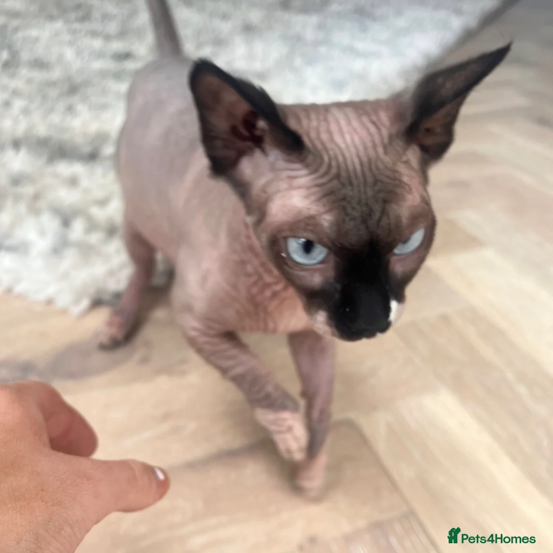 Sphynx cats for sale: Spynx female cat  - Advert 2