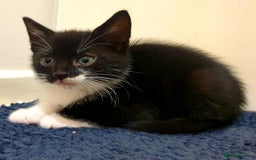 Mixed Breed cats for sale: 5 Gorgeous & Playful Kittens - Image 23