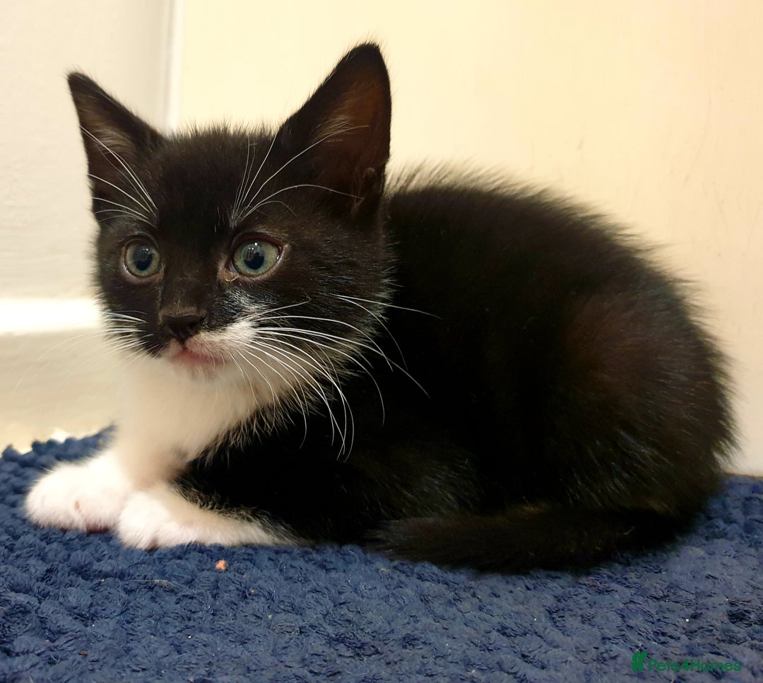 Mixed Breed cats for sale: 5 Gorgeous & Playful Kittens - Image 23