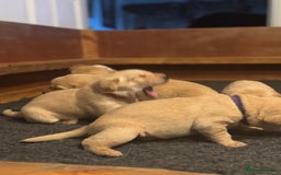 Labrador Retriever dogs for sale: Labrador Retrievers For Sale - Image 16