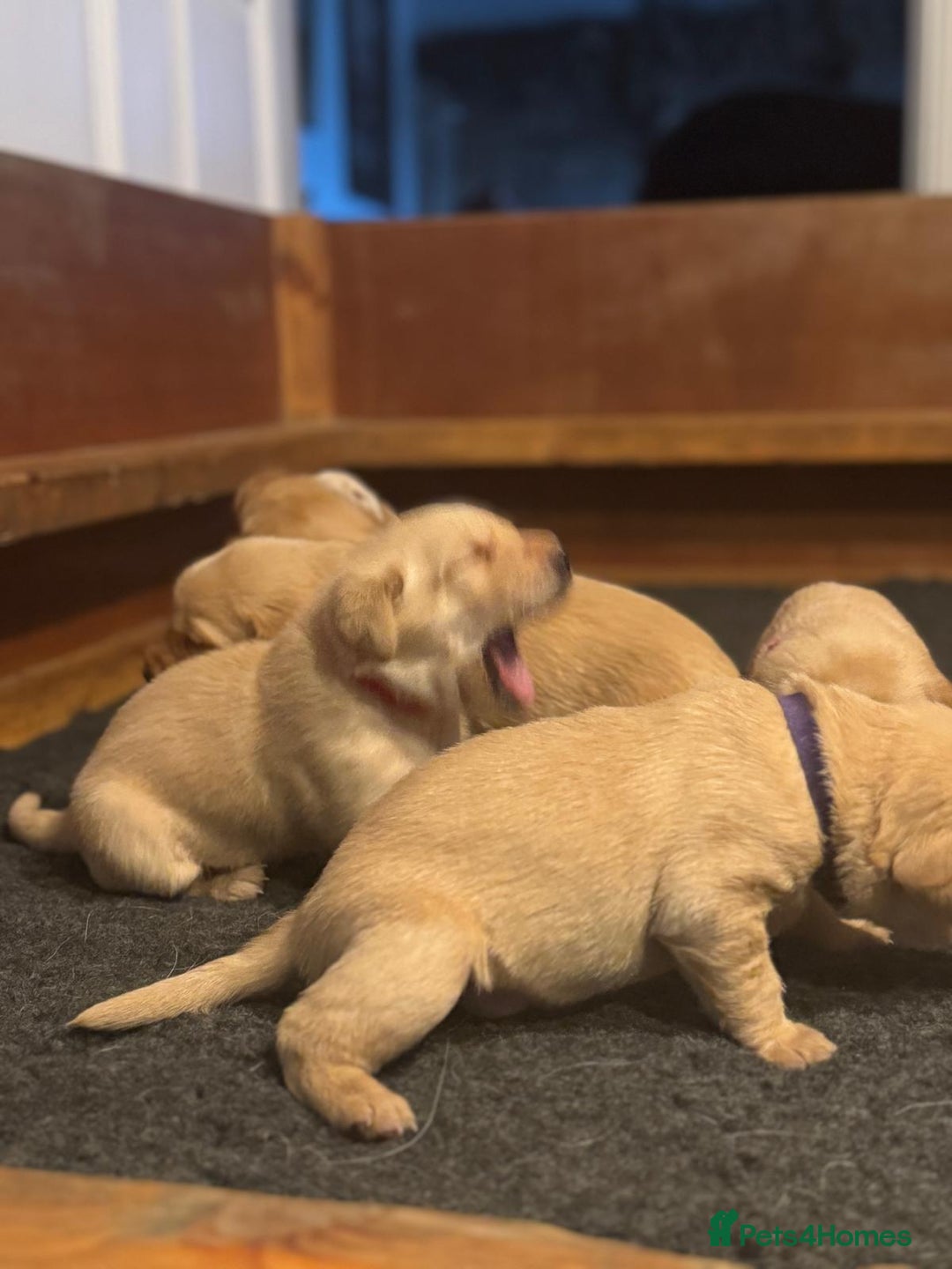 Labrador Retriever dogs for sale: Labrador Retrievers For Sale - Image 16