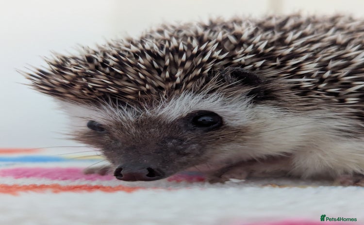 Pygmy Hedgehog rodents - Advert 3