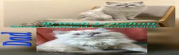 British Shorthair cats for sale: British girl  - Advert 10