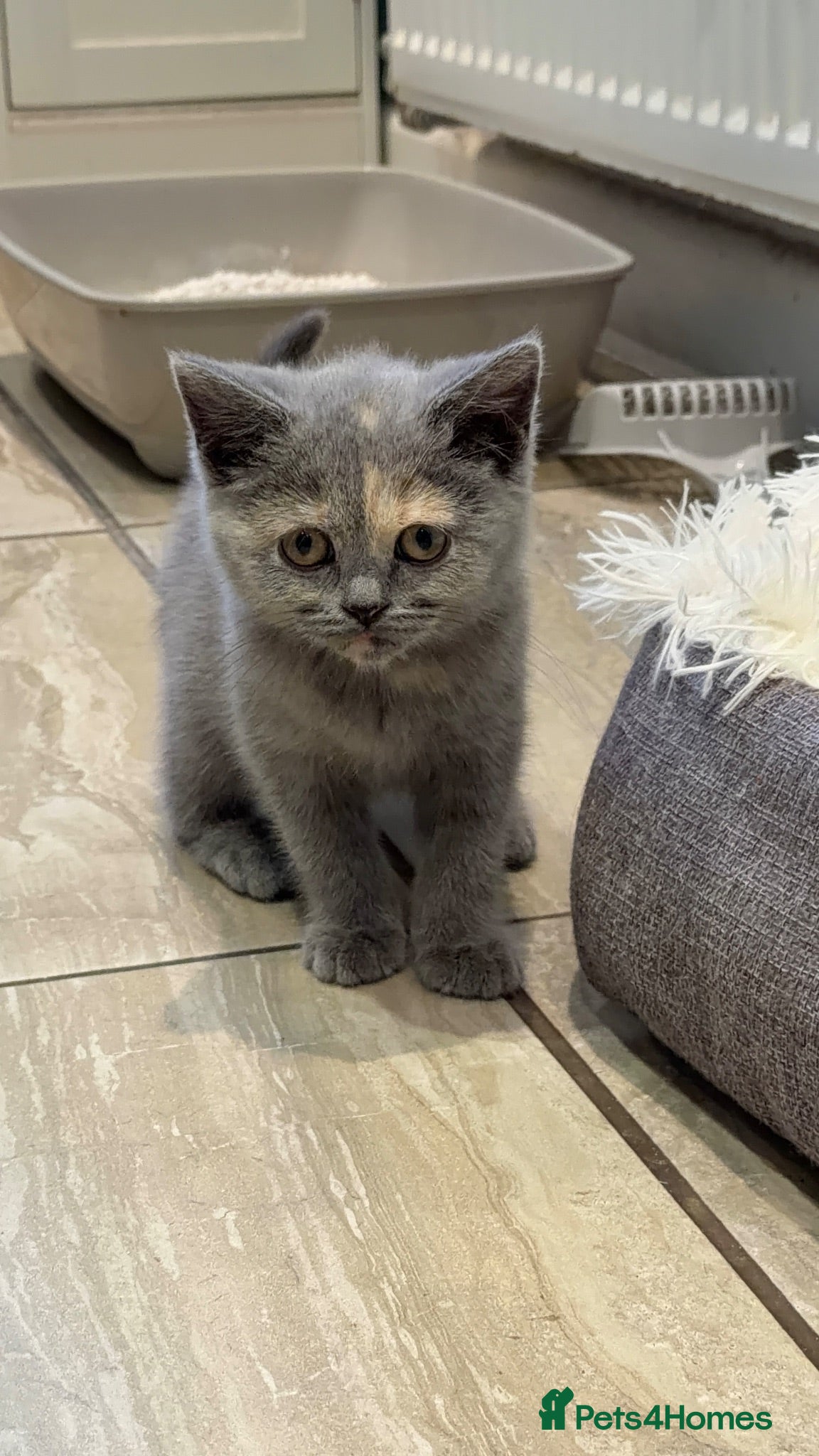 British Shorthair cats British Short Hair  - Advert 8