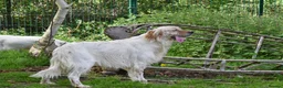 English Setter dogs for adoption: Angus in Newcastle upon Tyne - Advert 9
