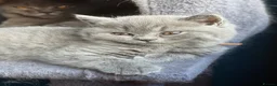 British Shorthair cats for sale: 2 Beautiful BSH Ready to Leave - GCCF Registered - Advert 6