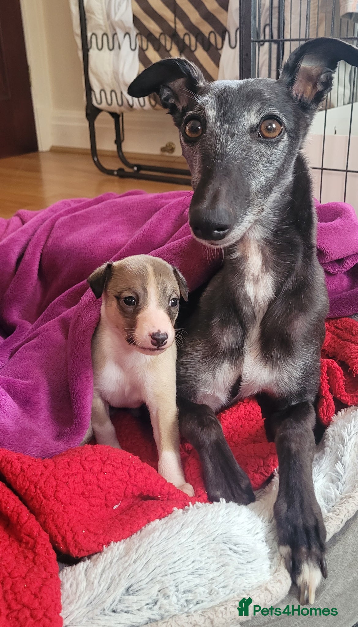 Whippet dogs RKC Quality Registered Fawn Male Whippet Puppies  - Advert 1