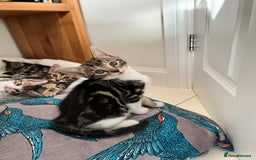 Bengal cats for sale: Bengal X Kittens - Image 8