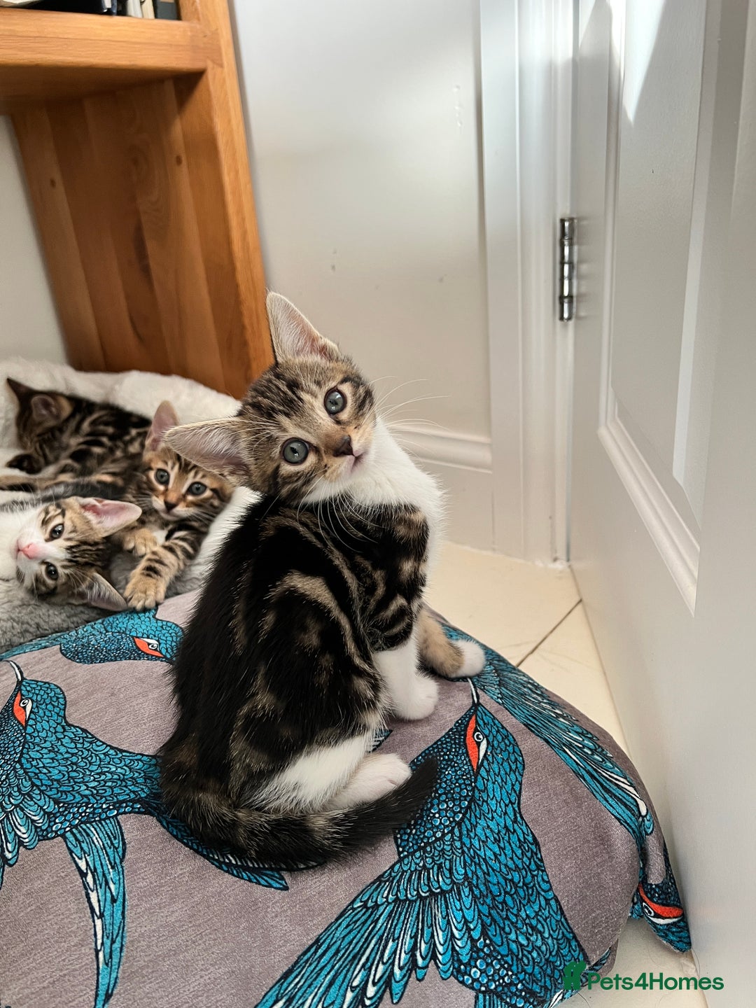Bengal cats for sale: Bengal X Kittens - Image 8