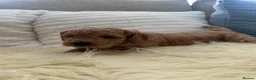 Mixed Breed dogs for sale: Golden Cockapoo × Labradoodle Puppies - Advert 21