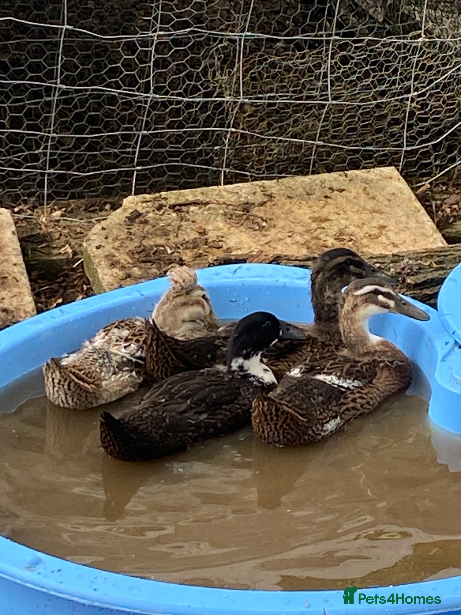 Ducks poultry Runner Ducklings for sale - Advert 9