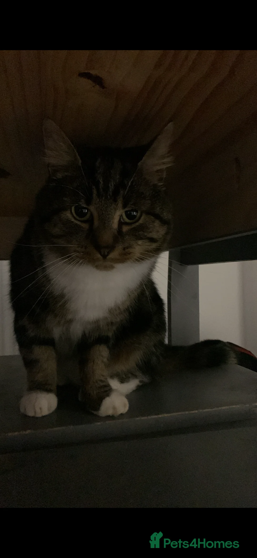 Mixed Breed cats for sale:  **  NOT MICROCHIPPED need gone ASAP in Sutton Coldfield - Advert 2