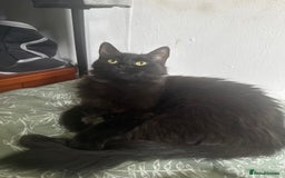 Ragdoll cats for sale: Chocolate Ragdoll mixed breed & Mum - Image 3